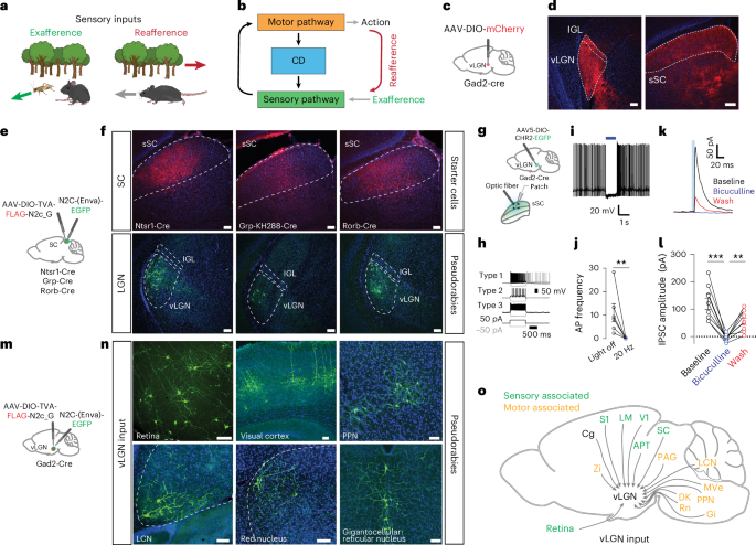 A thalamic hub-and-spoke network enables visual perception during action by coordinating visuomotor dynamics