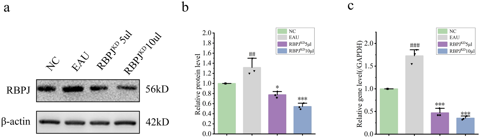RBPJ Knockdown Promotes M2 Macrophage Polarization Through Mitochondrial ROS-mediated Notch1-Jagged1-Hes1 Signaling Pathway in Uveitis