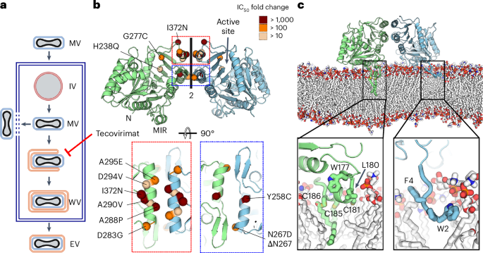 Structural insights into tecovirimat antiviral activity and poxvirus resistance