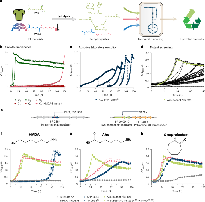 Upcycling of polyamides through chemical hydrolysis and engineered Pseudomonas putida