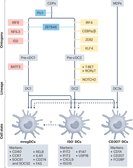 Dendritic cell maturation in cancer