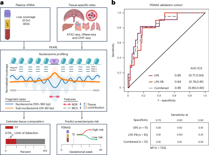 Epigenetic footprints in prenatal cell-free DNA reveal risk of preeclampsia