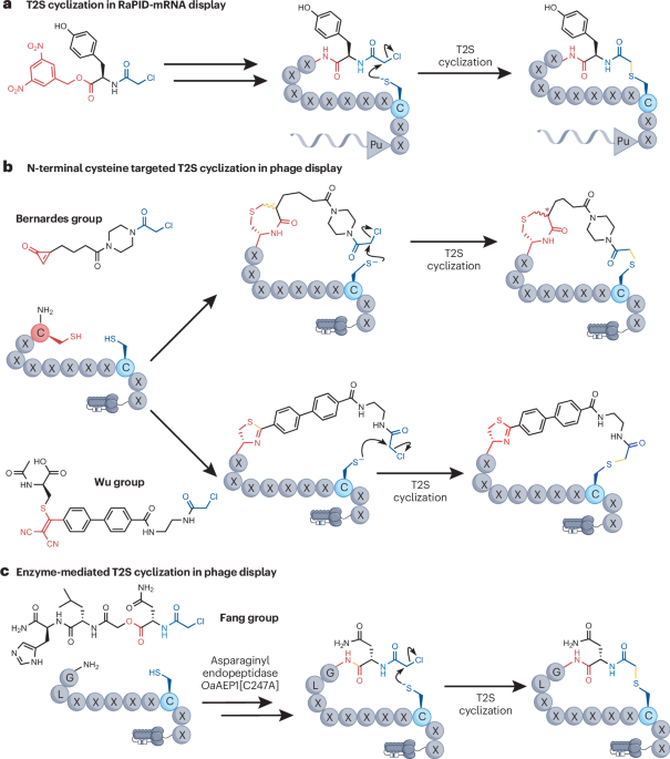 Closing the loop with reactions at the N-terminus