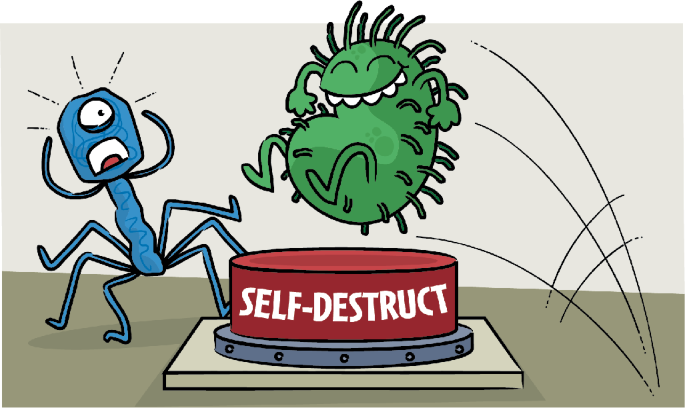 Self-sacrificing cell death to thwart phage infection