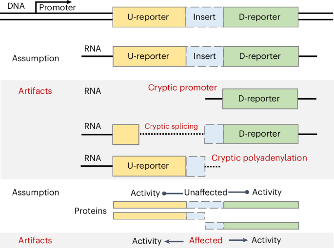 Guidelines for minimal reporting requirements, design and interpretation of experiments involving the use of eukaryotic dual gene expression reporters (MINDR)