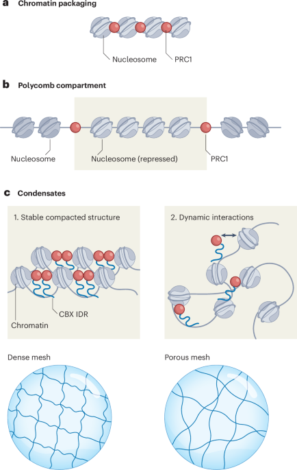 A chromatin mesh model for compaction of chromatin by PRC1 in condensates