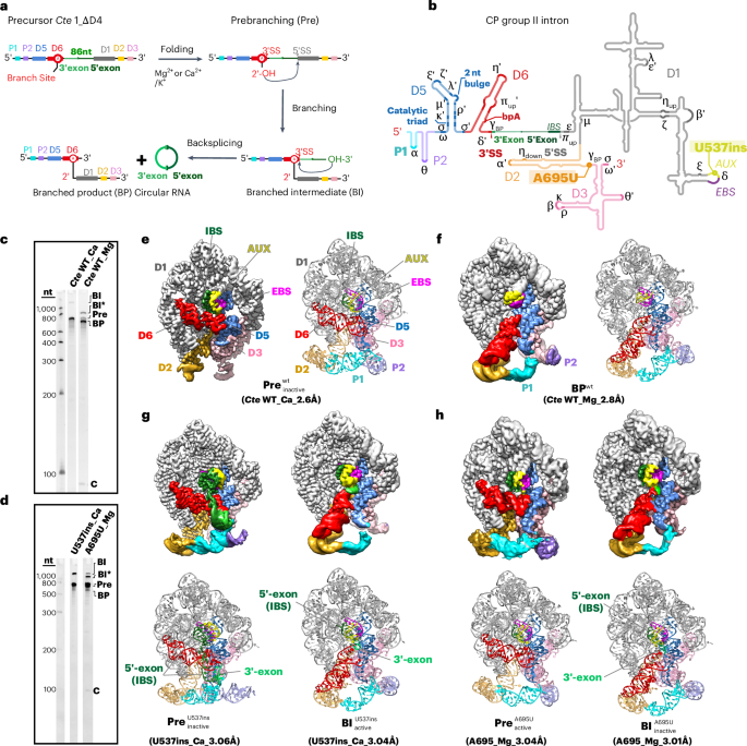 Structures of a natural circularly permuted group II intron reveal mechanisms of branching and backsplicing