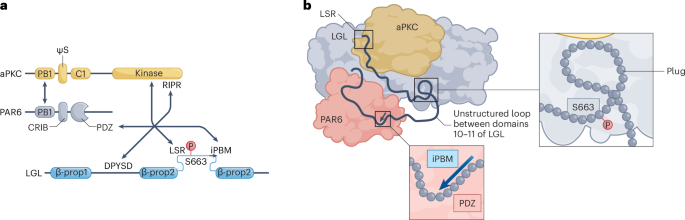 A PAR6–aPKC–LGL structure reveals how LGL antagonizes aPKC