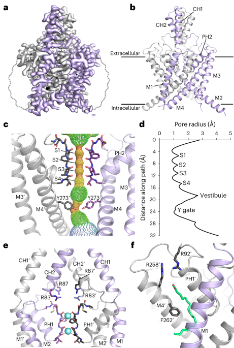Cryo-EM structure of the human THIK-1 K2P K+ channel reveals a lower Y gate regulated by lipids and anesthetics