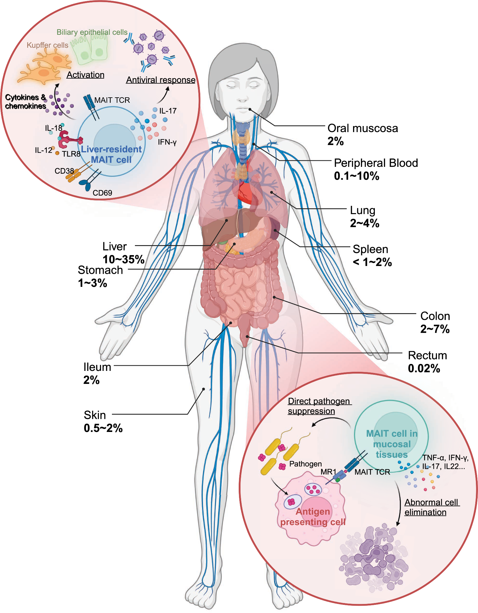 Biological functions and therapeutic applications of human mucosal-associated invariant T cells