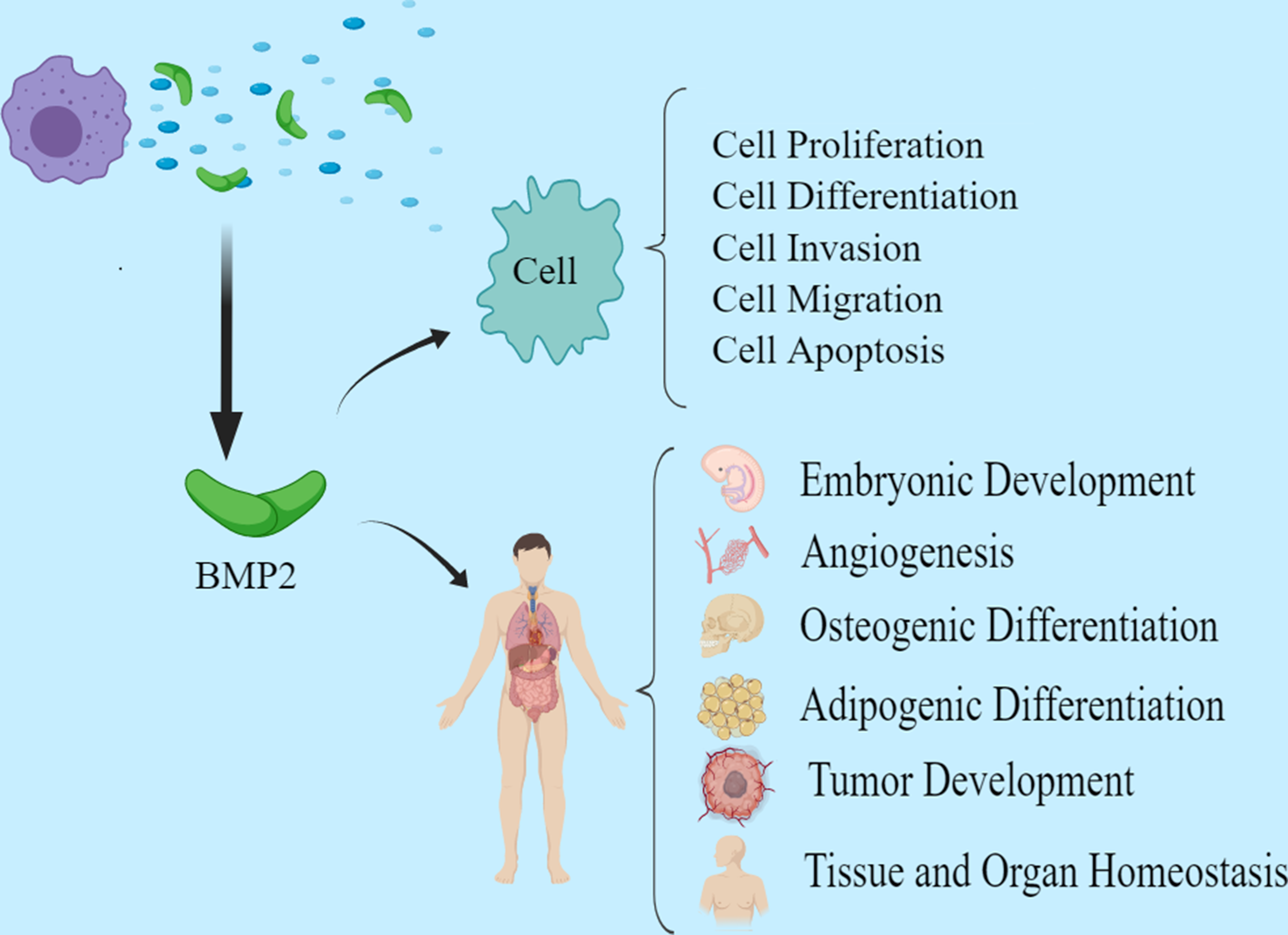 Mechanisms of Bone Morphogenetic Protein 2 in Respiratory Diseases