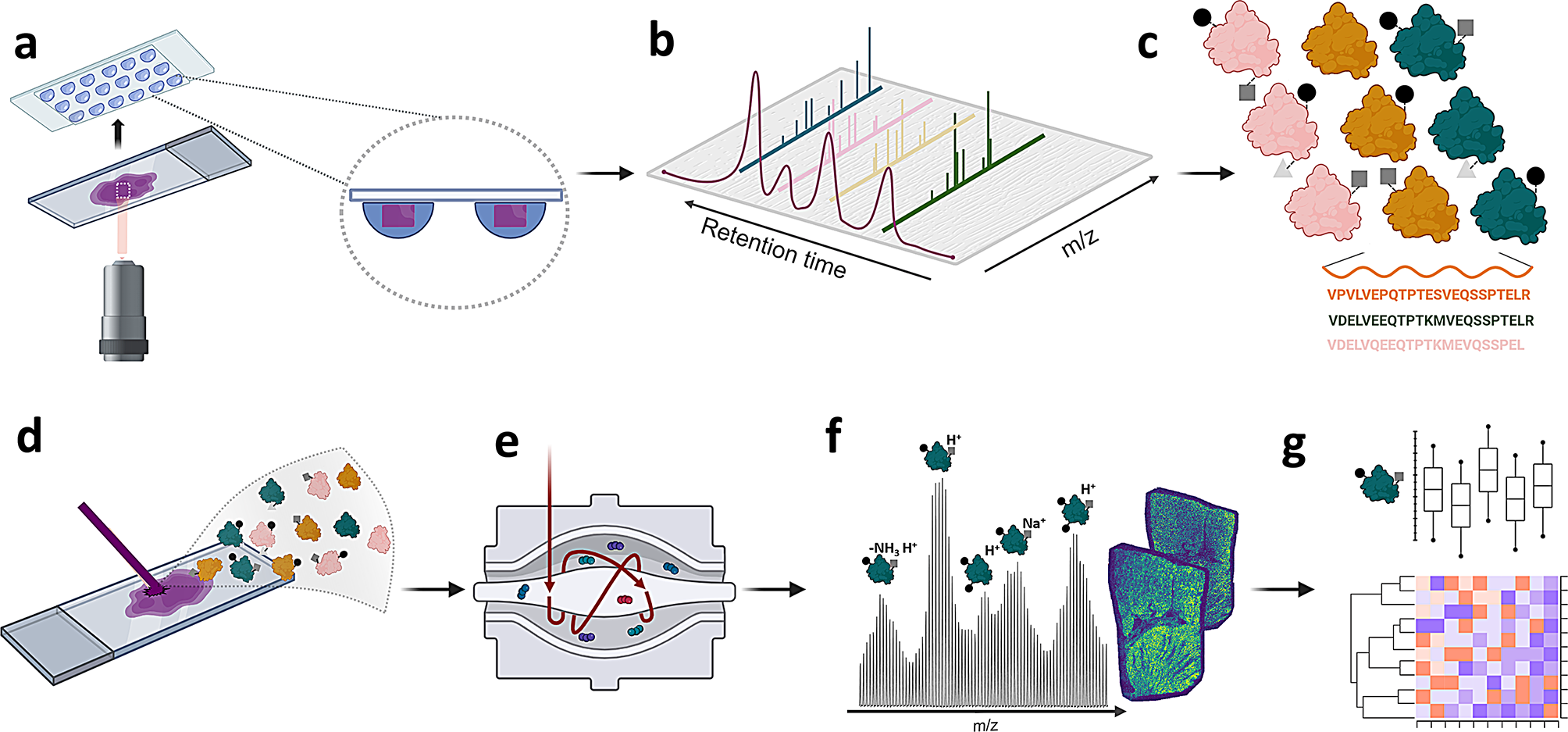 Spatial top-down proteomics for the functional characterization of human kidney