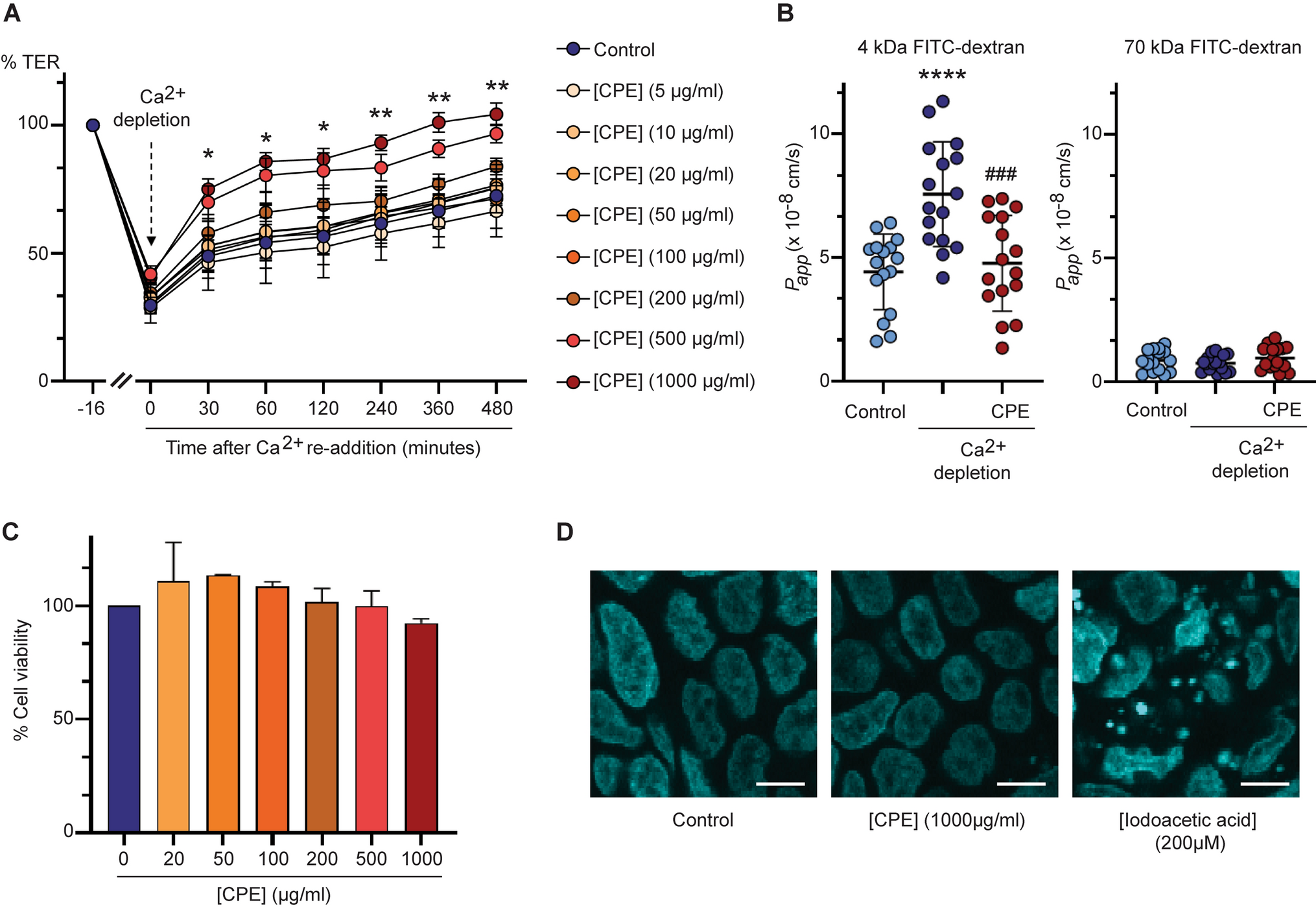 Enhancement of intestinal tight junction assembly by  pulp aqueous extract: mechanism of action and role of SIRT-1