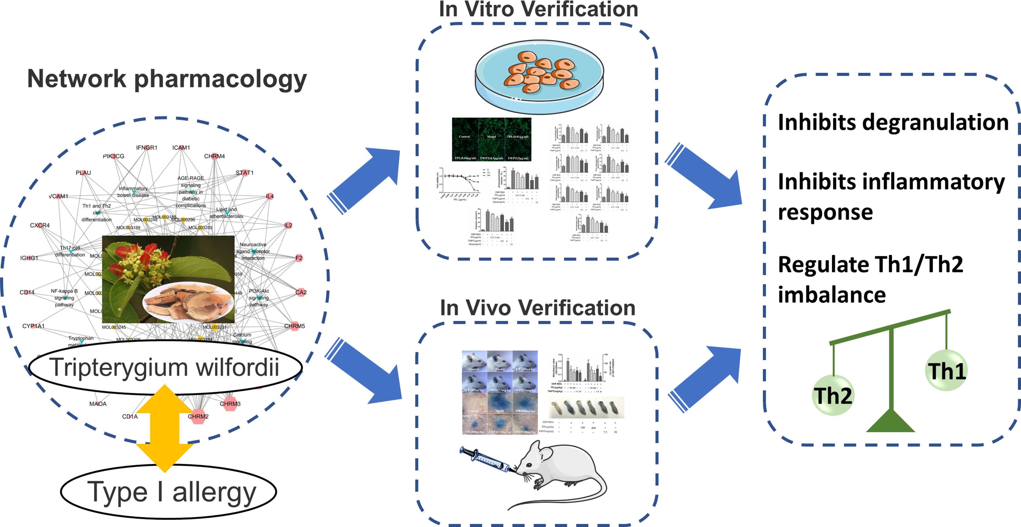 Tripterygium wilfordii attenuates IgE-mediated type I allergy by regulating Th1/Th2 balance