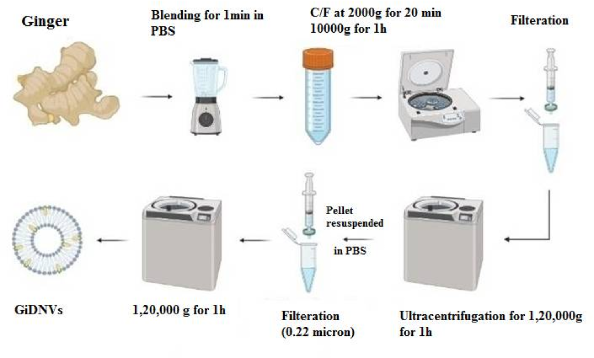 Ginger-derived nanovesicles inhibit breast cancer cell proliferation by induction of apoptosis