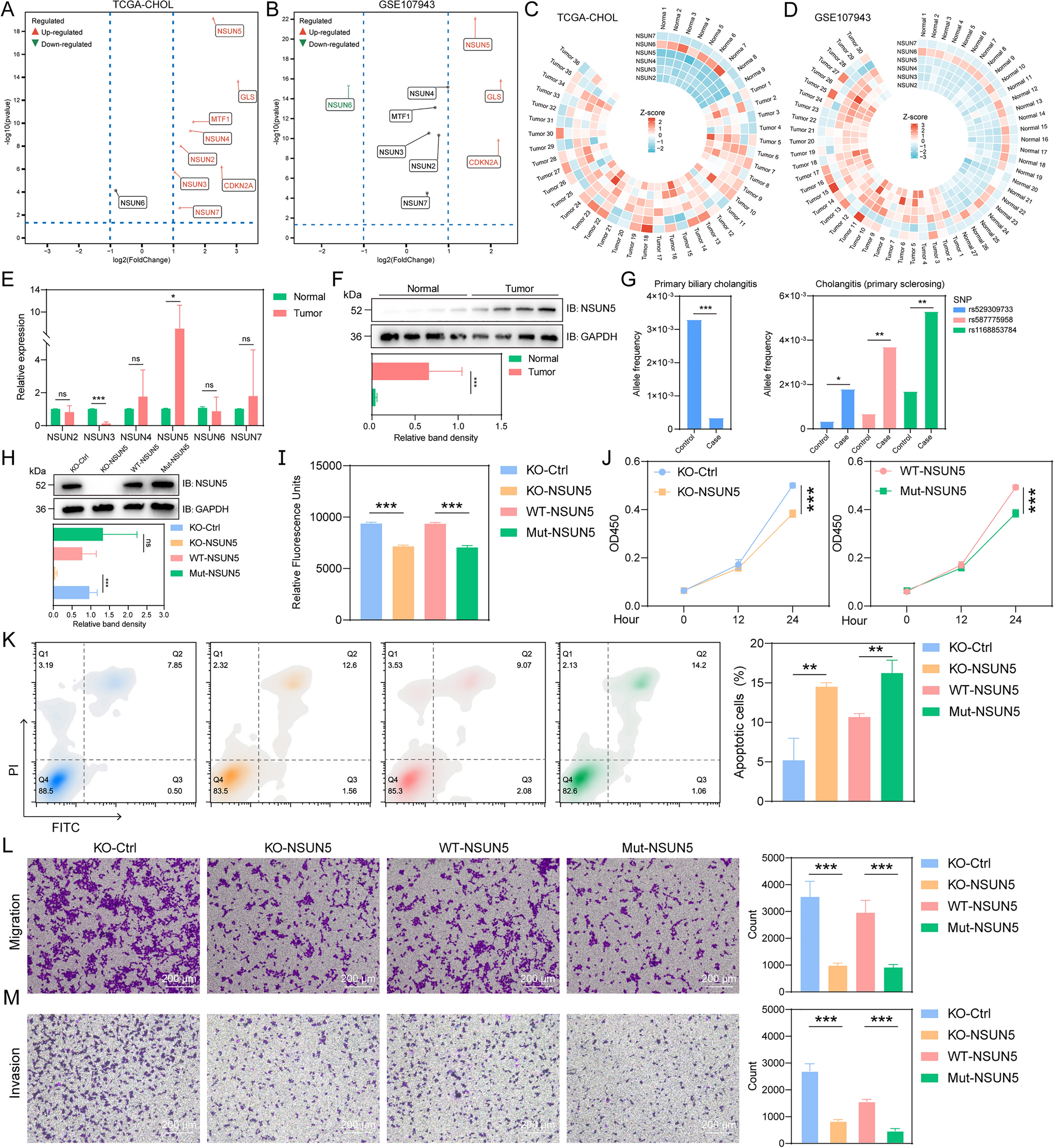 NSUN5 promotes cholangiocarcinoma progression by enhancing GLS mRNA stabilization