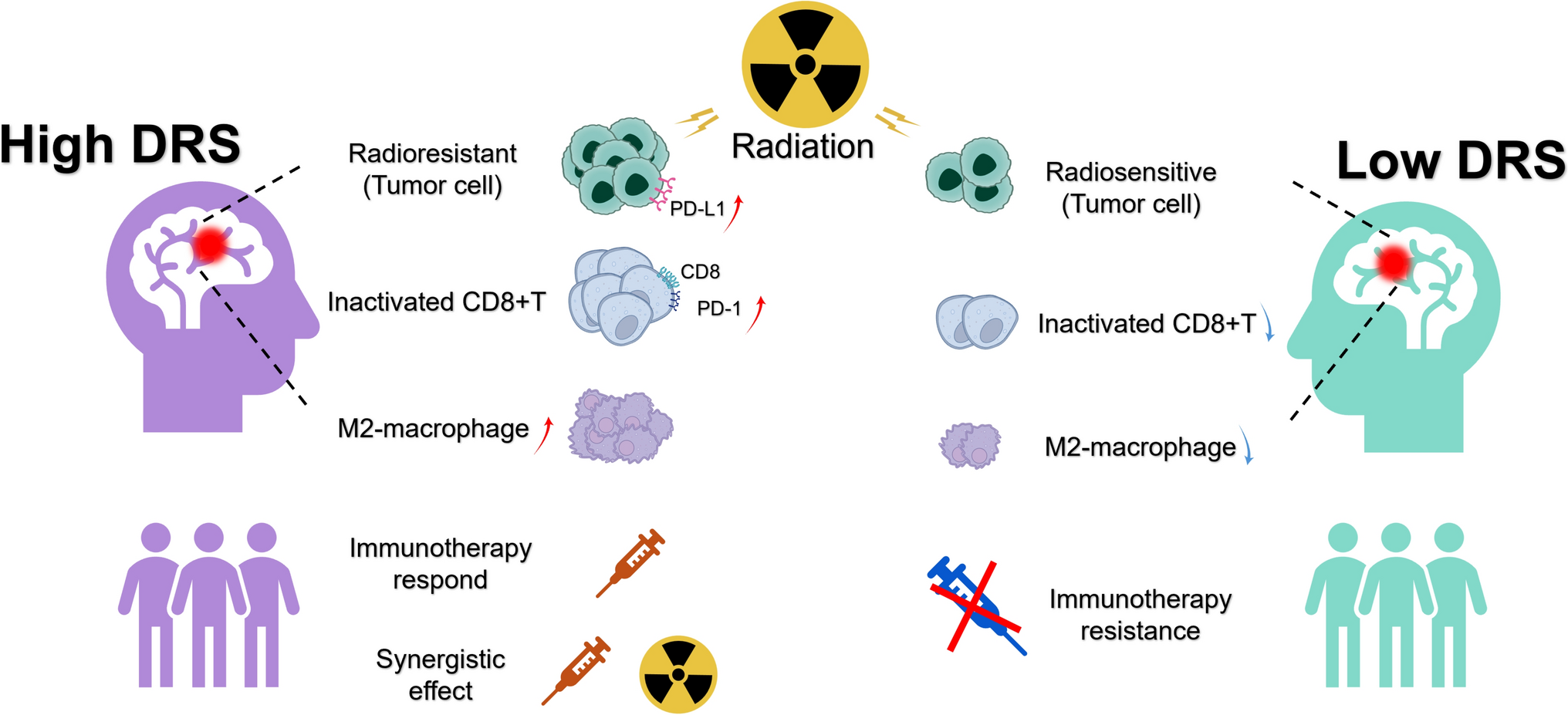 Developing and validating a prognostic disulfidptosis-related signature for glioblastoma: predicting radioresistance and synergestic effect with immunotherapy