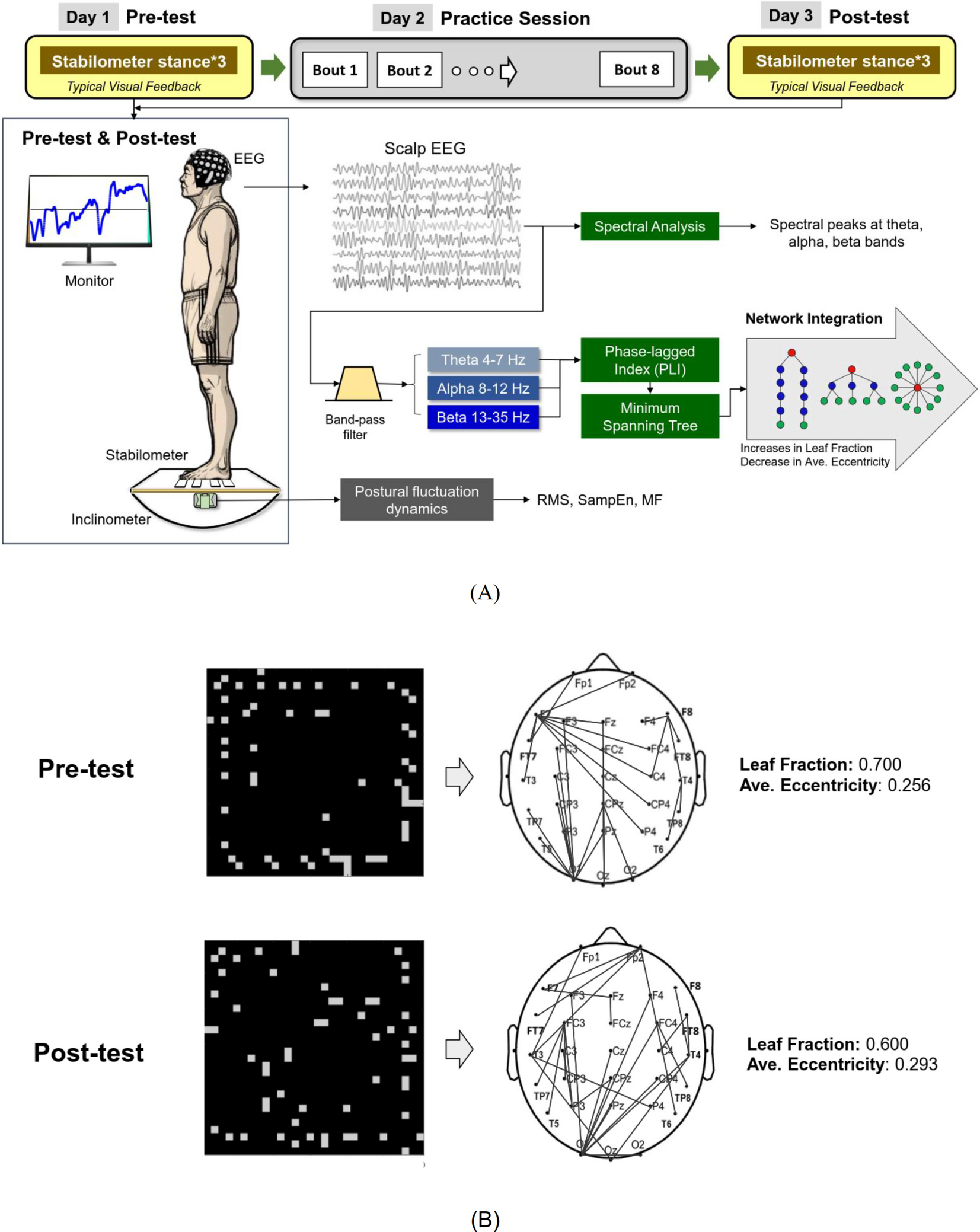 Cortical adaptations in regional activity and backbone network following short-term postural training with visual feedback for older adults