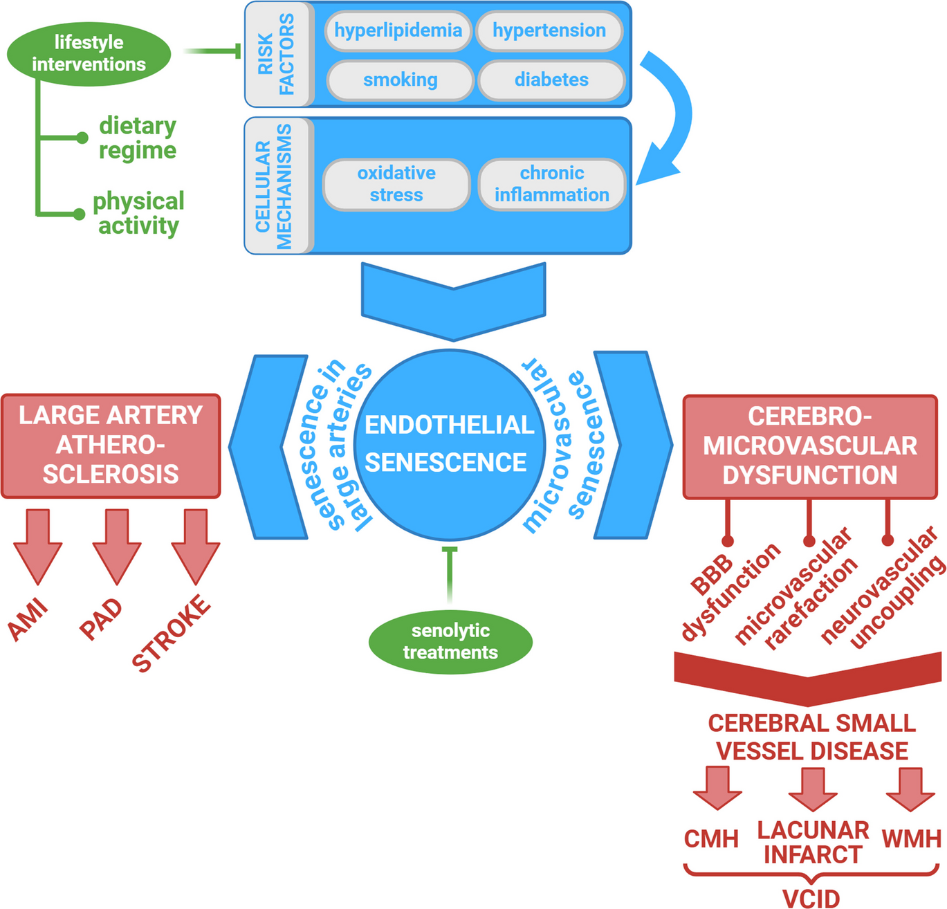 Cerebromicrovascular senescence in vascular cognitive impairment: does accelerated microvascular aging accompany atherosclerosis?