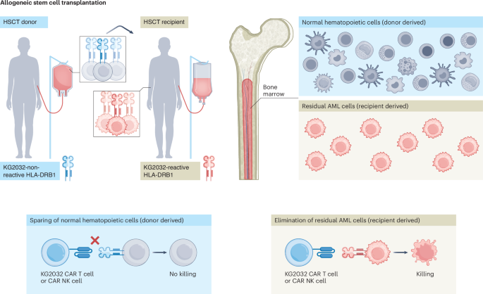 Exploiting HLA-DR mismatches for CAR therapy in acute myeloid leukemia