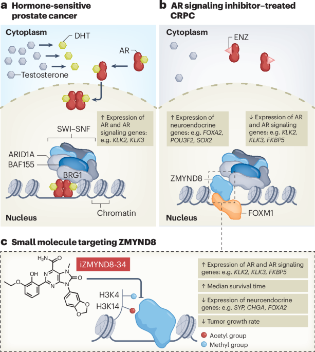 Targeting anti-androgen therapy resistance through epigenetic rewiring