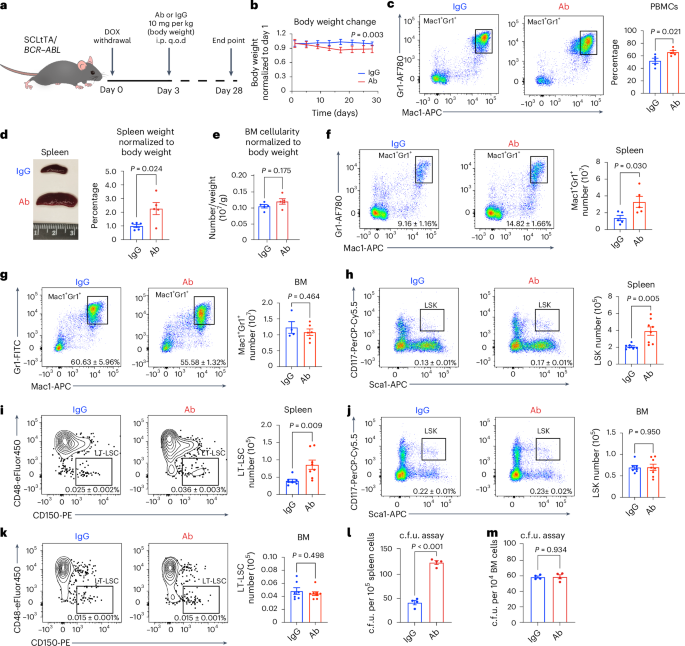 A Gremlin 1-expressing splenic niche cell population restrains chronic myeloid leukemia by antagonizing the BMP pathway
