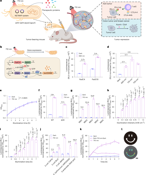 Engineered bacteria for near-infrared light-inducible expression of cancer therapeutics