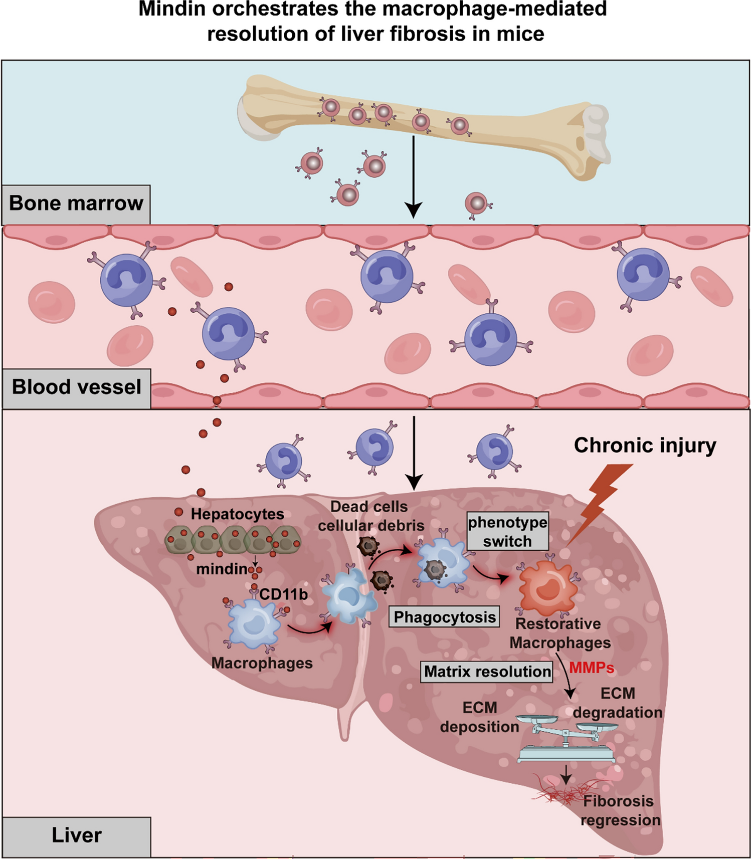 Mindin orchestrates the macrophage-mediated resolution of liver fibrosis in mice