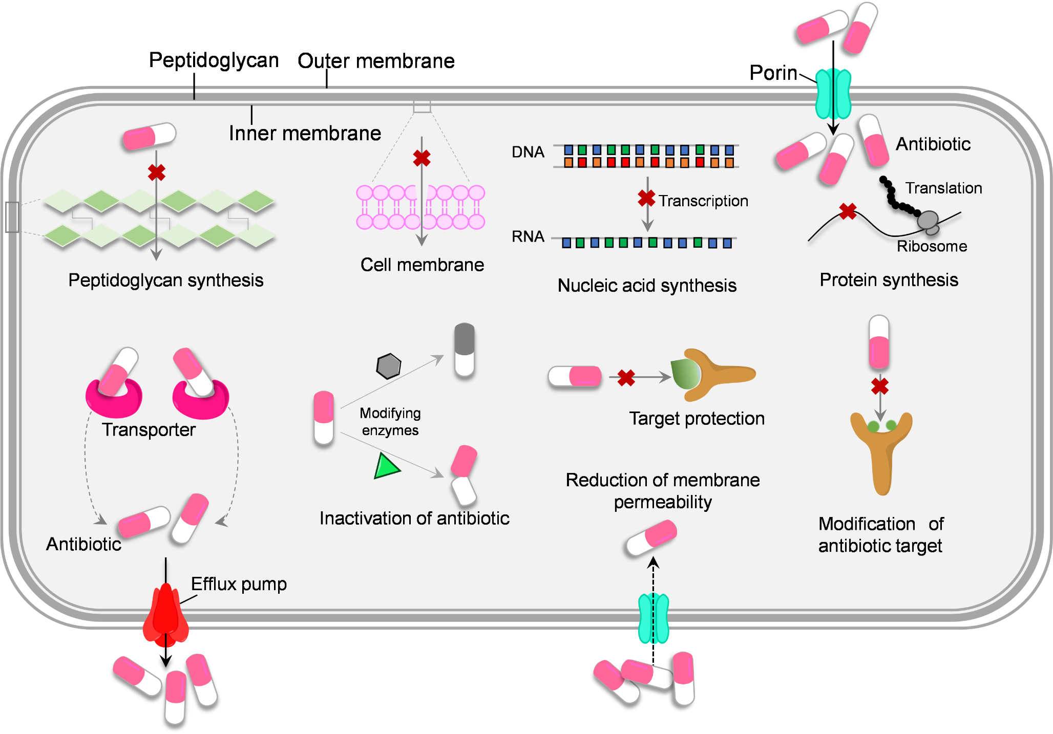 Emerging antibiotic resistance by various novel proteins/enzymes