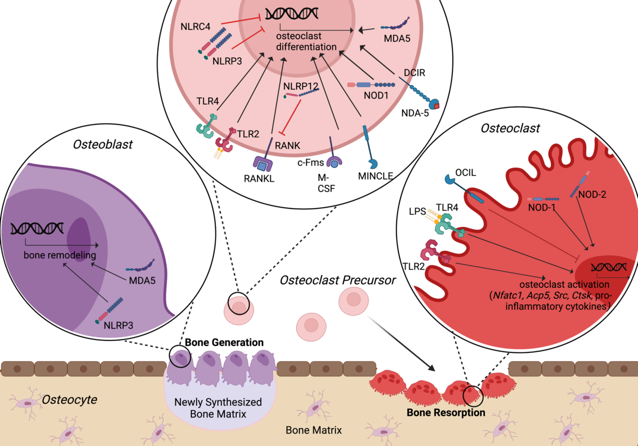 DAMPs, PAMPs, NLRs, RIGs, CLRs and TLRs – Understanding the Alphabet Soup in the Context of Bone Biology