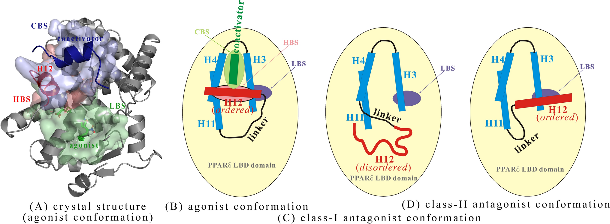 Rational molecular design of novel class-III peptidic antagonists to competitively disrupt human PPARδ self-binding peptide