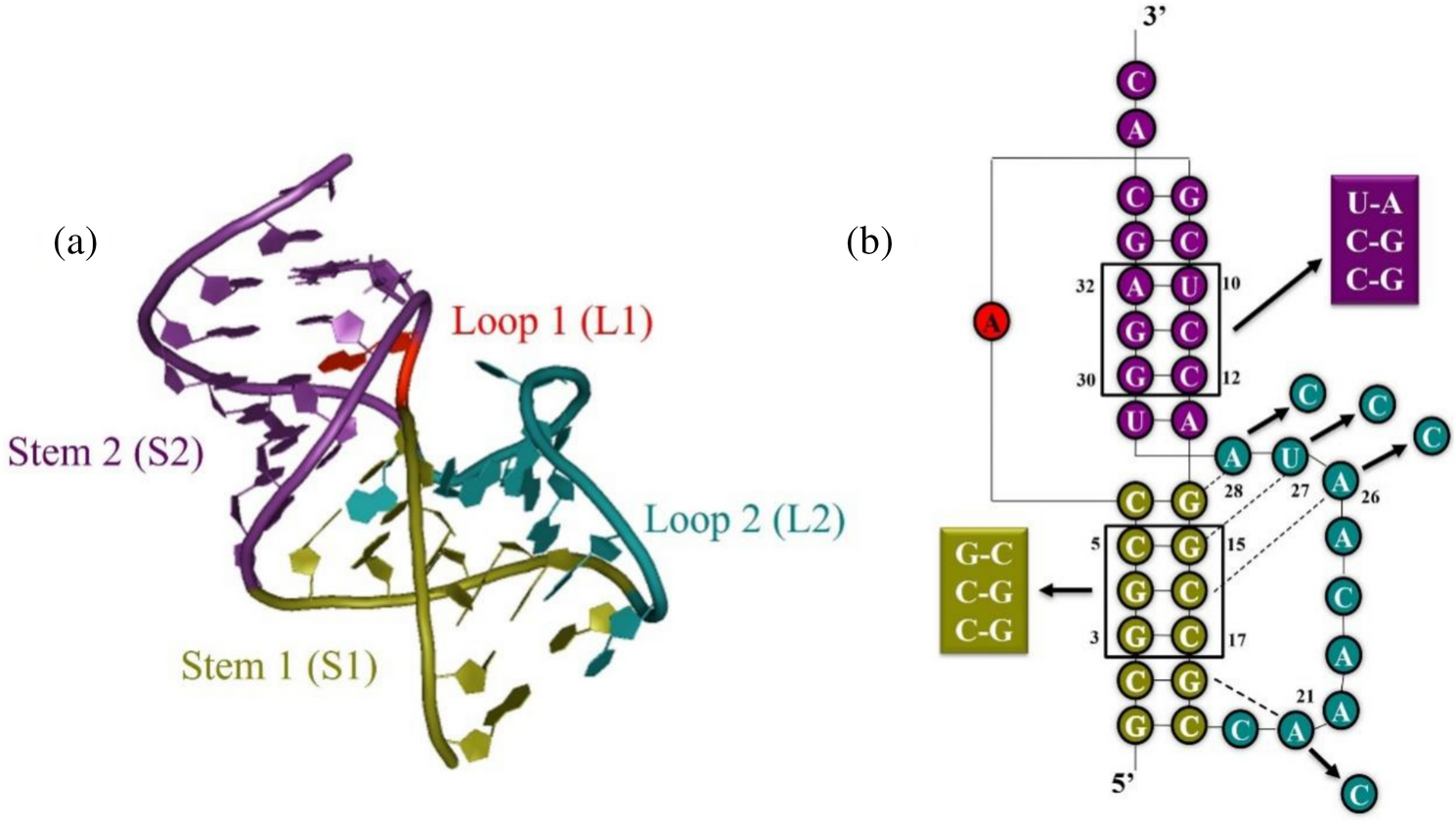 Deciphering the sequence-dependent unfolding pathways of an RNA pseudoknot with steered molecular dynamics