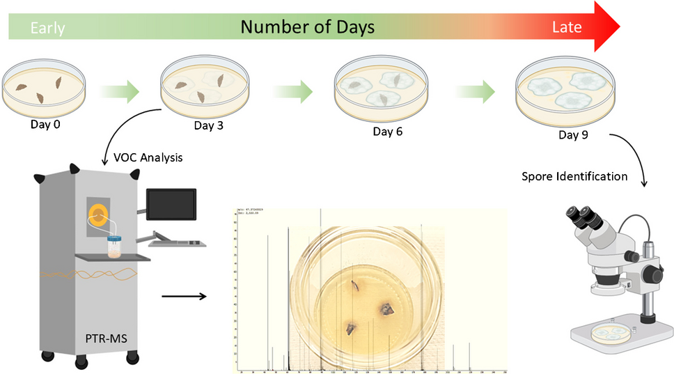 PTR-MS analysis of fungal VOCs for early detection of oak wilt