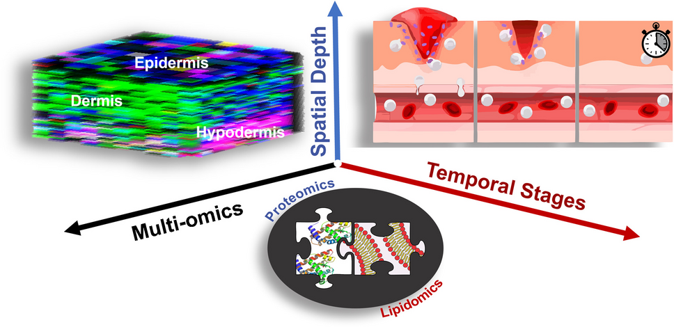 Unraveling the molecular dynamics of wound healing: integrating spatially resolved lipidomics and temporally resolved proteomics