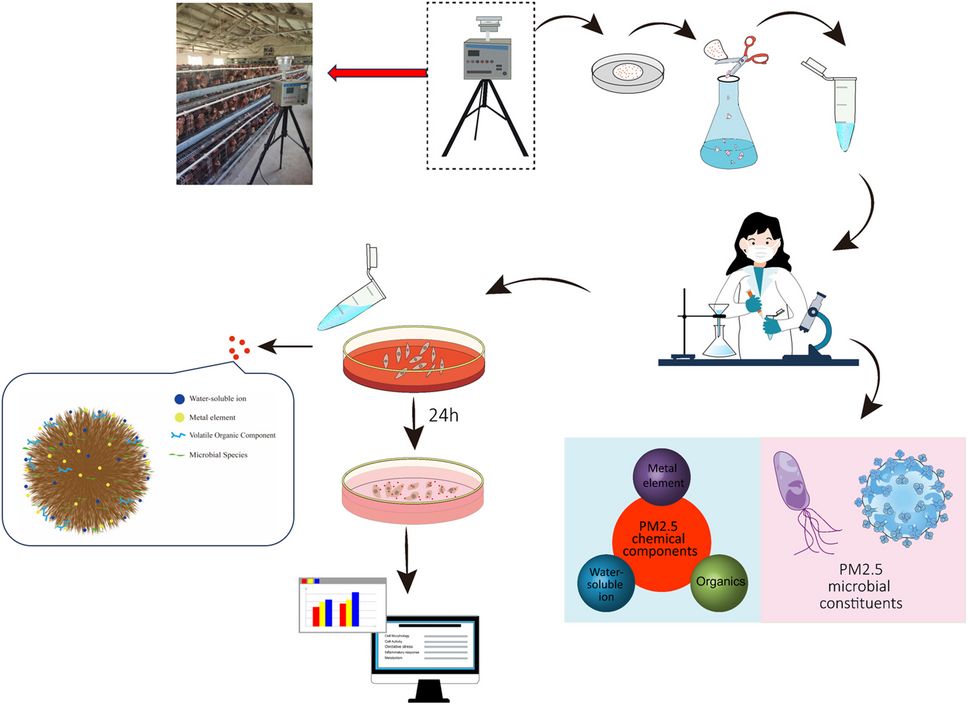 Mass spectrometry analysis of PM in poultry farms and the cytotoxicity and metabolism perturbation of BEAS-2B cells