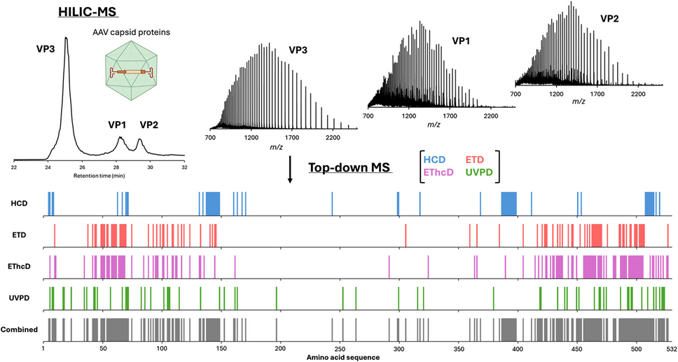 Combination of hydrophilic interaction liquid chromatography and top-down mass spectrometry for characterisation of adeno-associated virus capsid proteins