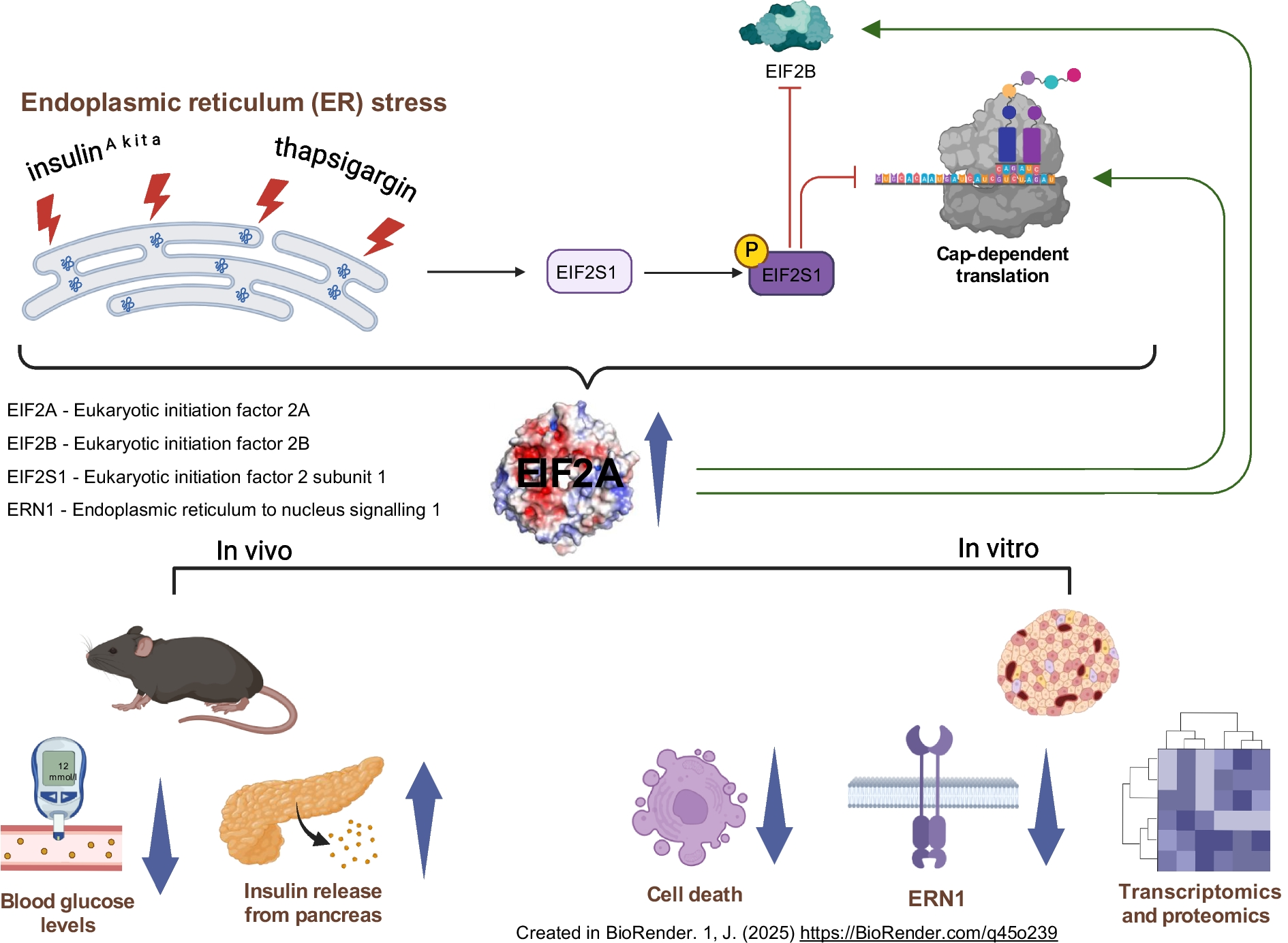 Eukaryotic translation initiation factor 2A protects pancreatic beta cells during endoplasmic reticulum stress while rescuing global translation inhibition