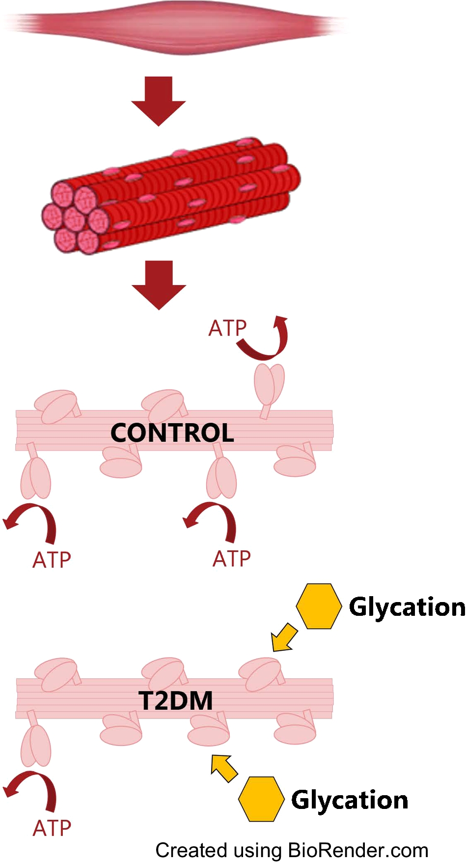 Dysregulated skeletal muscle myosin super-relaxation and energetics in male participants with type 2 diabetes mellitus