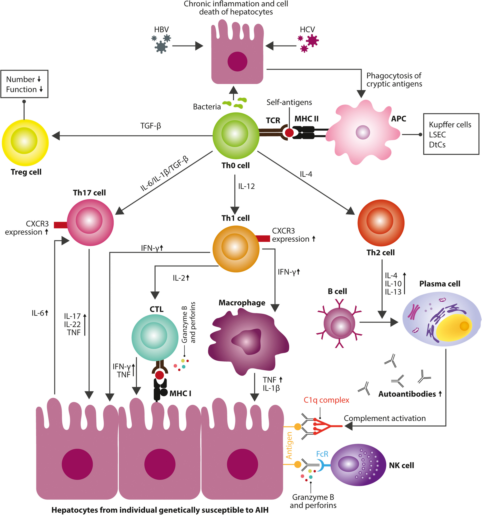 Clinical management of autoimmune liver diseases: juncture, opportunities, and challenges ahead