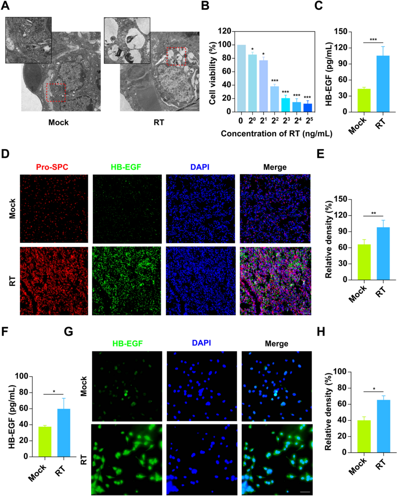 Fibroblast EGFR signaling mediates ricin toxin-induced acute lung injury via EGR1/CXCL1 axis