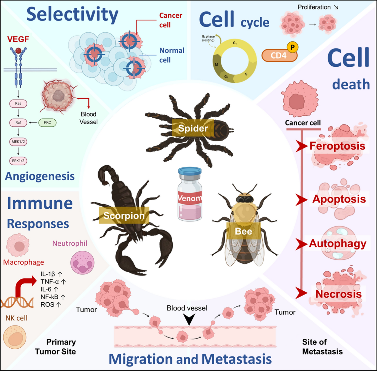Invertebrate venoms: A treasure trove of bioactive compounds with anticancer potential