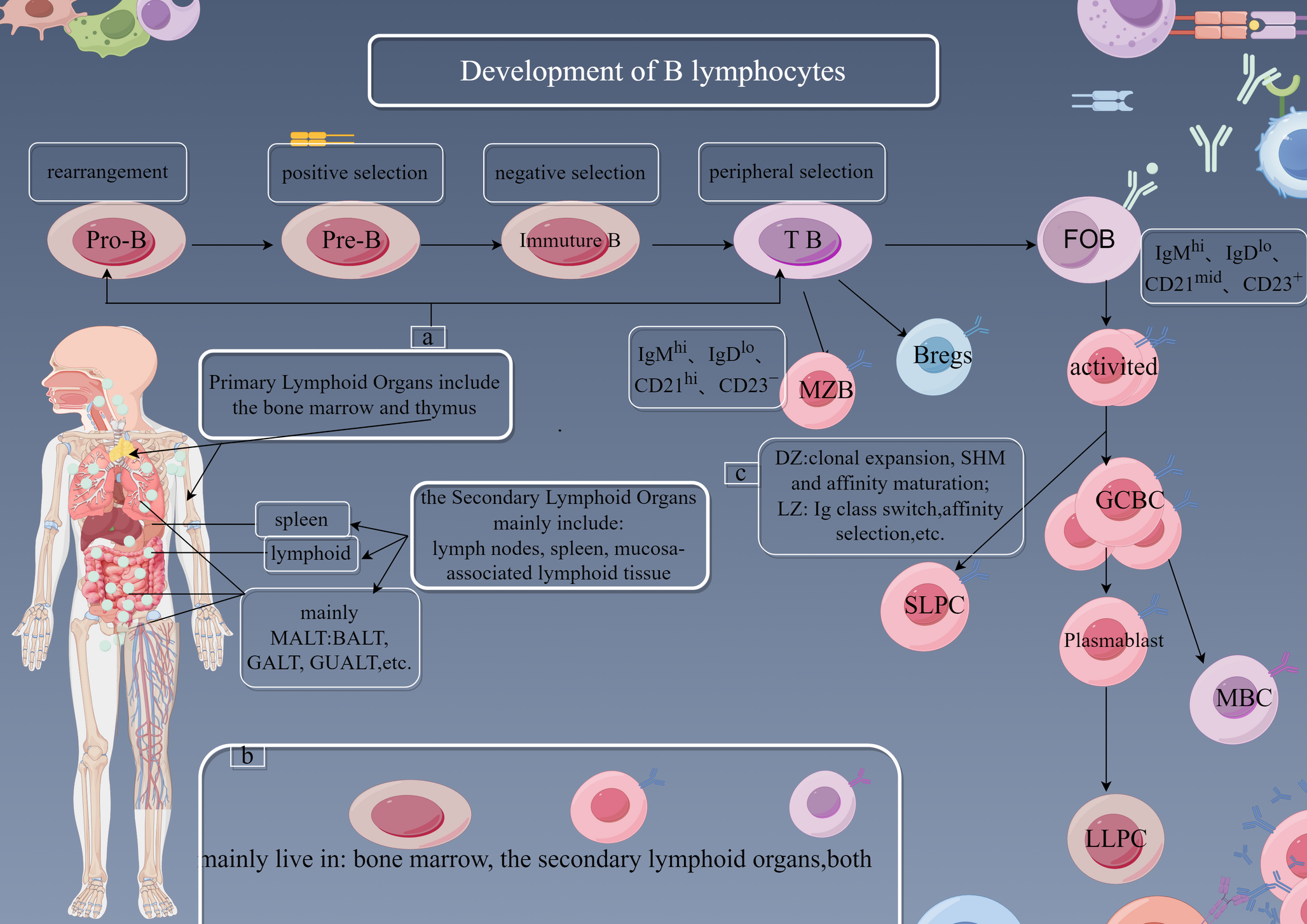 The role of fatty acid metabolism on B cells and B cell-related autoimmune diseases