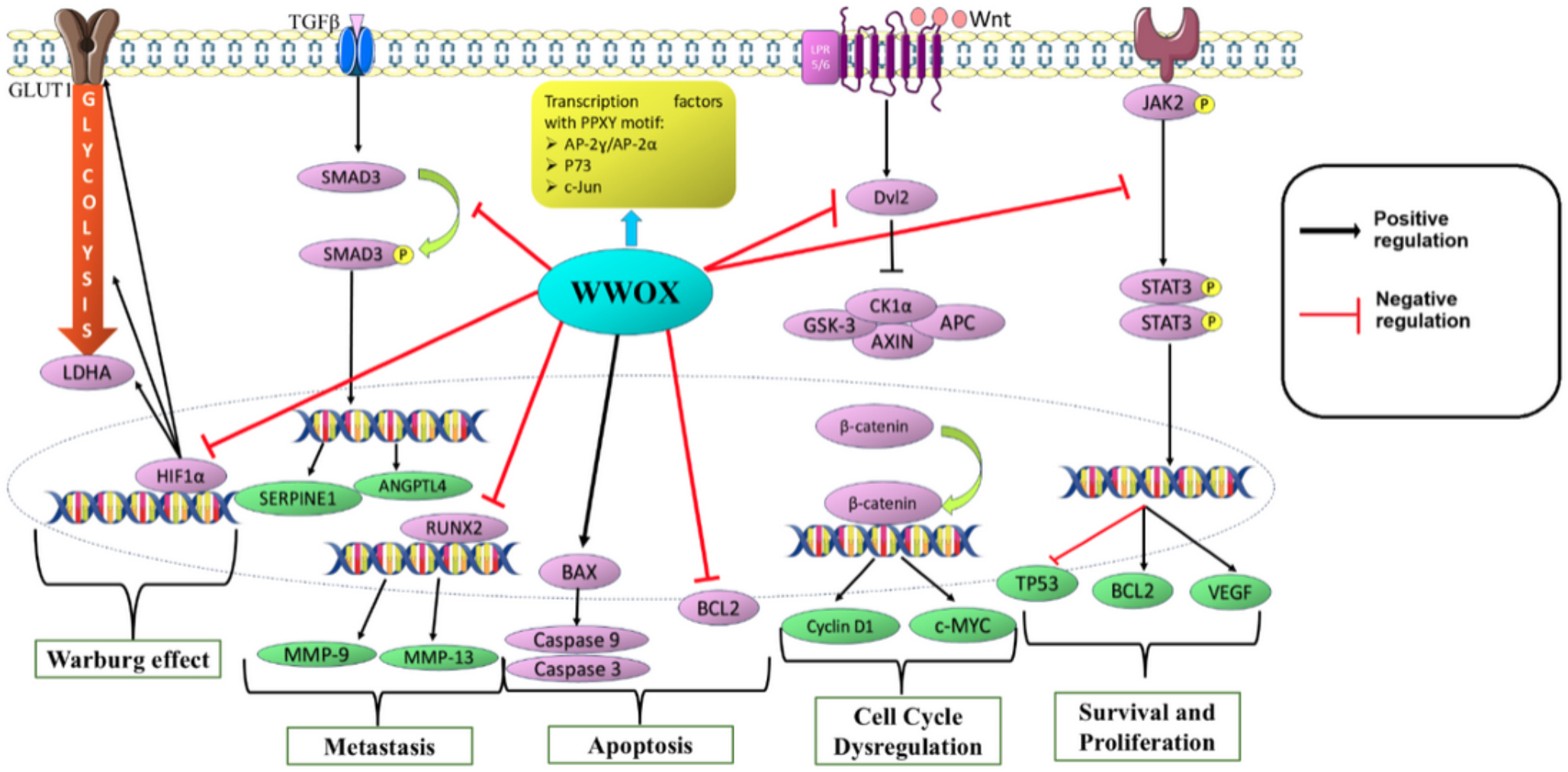 Twenty-five years of WWOX insight in cancer: a treasure trove of knowledge