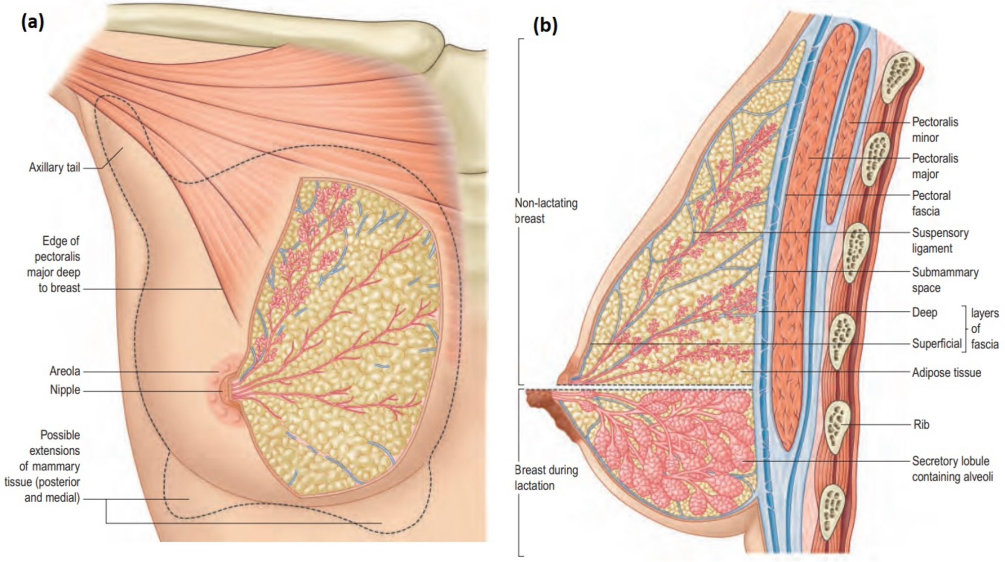 An Update and Translational Perspective in Genetics and Genomics of Breast Cancer