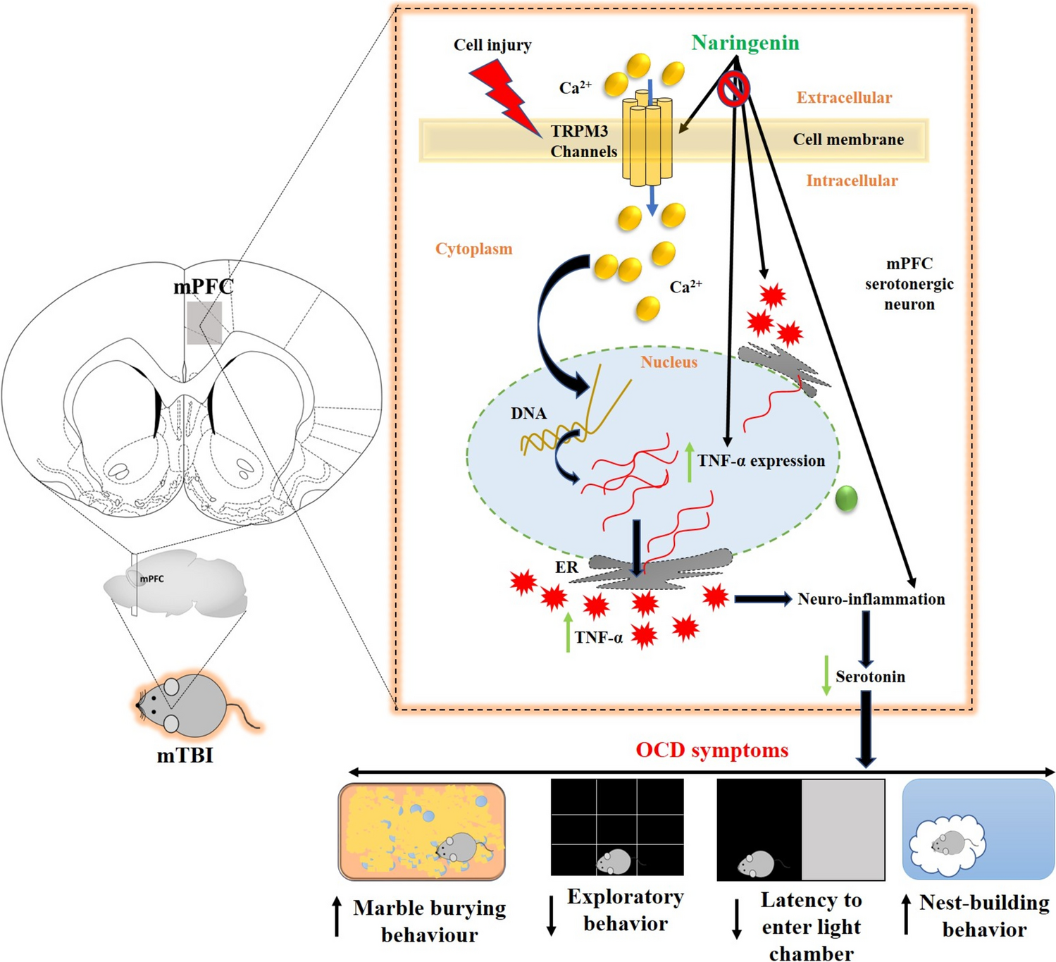 Inhibition of TRPM3 channels in the medial prefrontal cortex mitigates OCD symptoms following traumatic brain injury