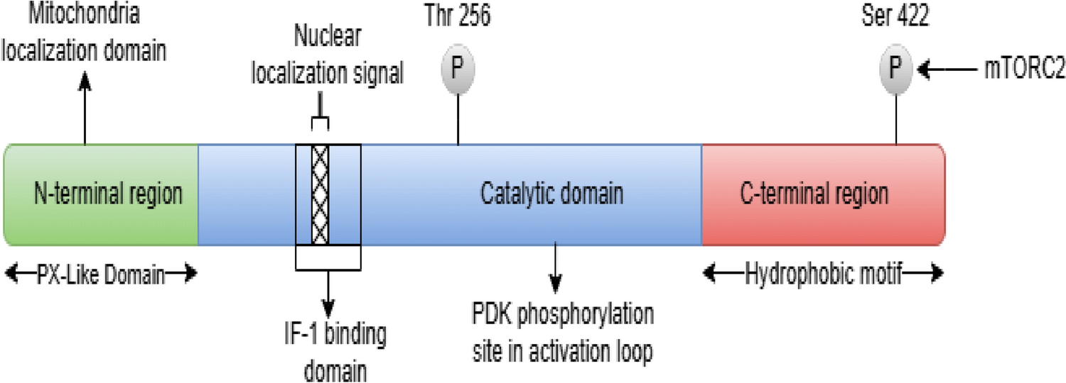 Decoding the role of glucocorticoid-regulated kinase 1 in Alzheimer's disease: a promising path toward novel therapeutic strategies