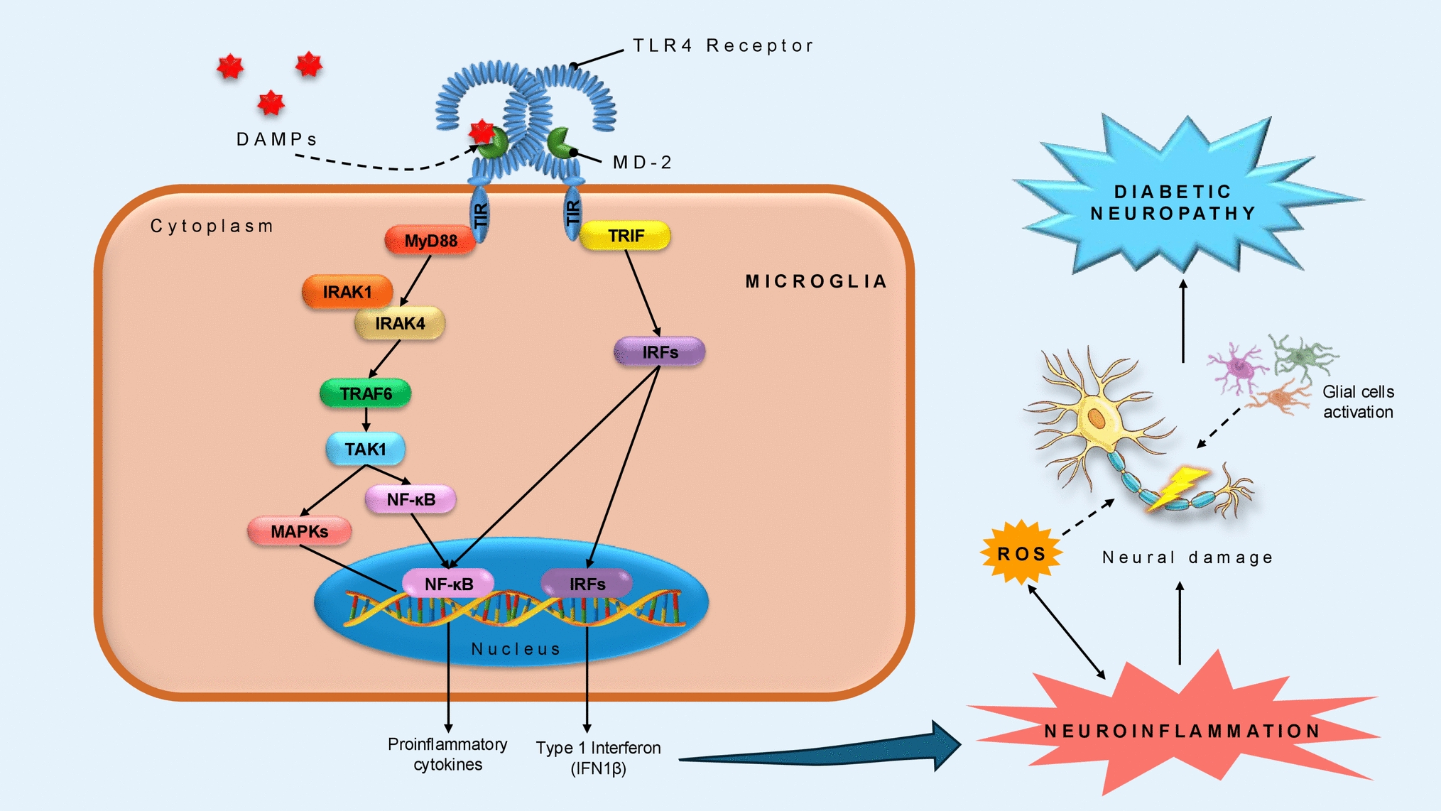 From receptor to response: dissecting the TLR4 pathway in diabetic neuropathy