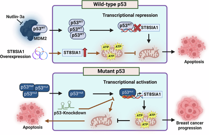 GD3 synthase drives resistance to p53-induced apoptosis in breast cancer by modulating mitochondrial function
