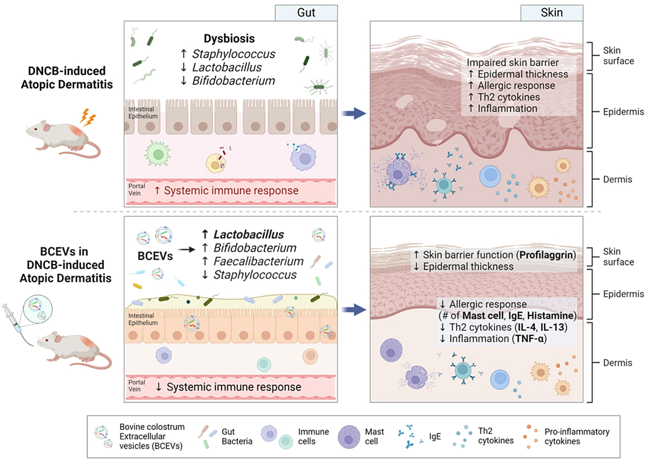 Bovine colostrum–derived extracellular vesicles modulate gut microbiota and alleviate atopic dermatitis via the gut–skin axis