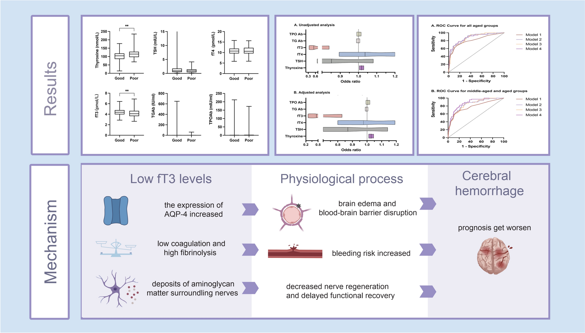 Role of thyroid function in non-basal ganglia intracerebral hemorrhage prognosis